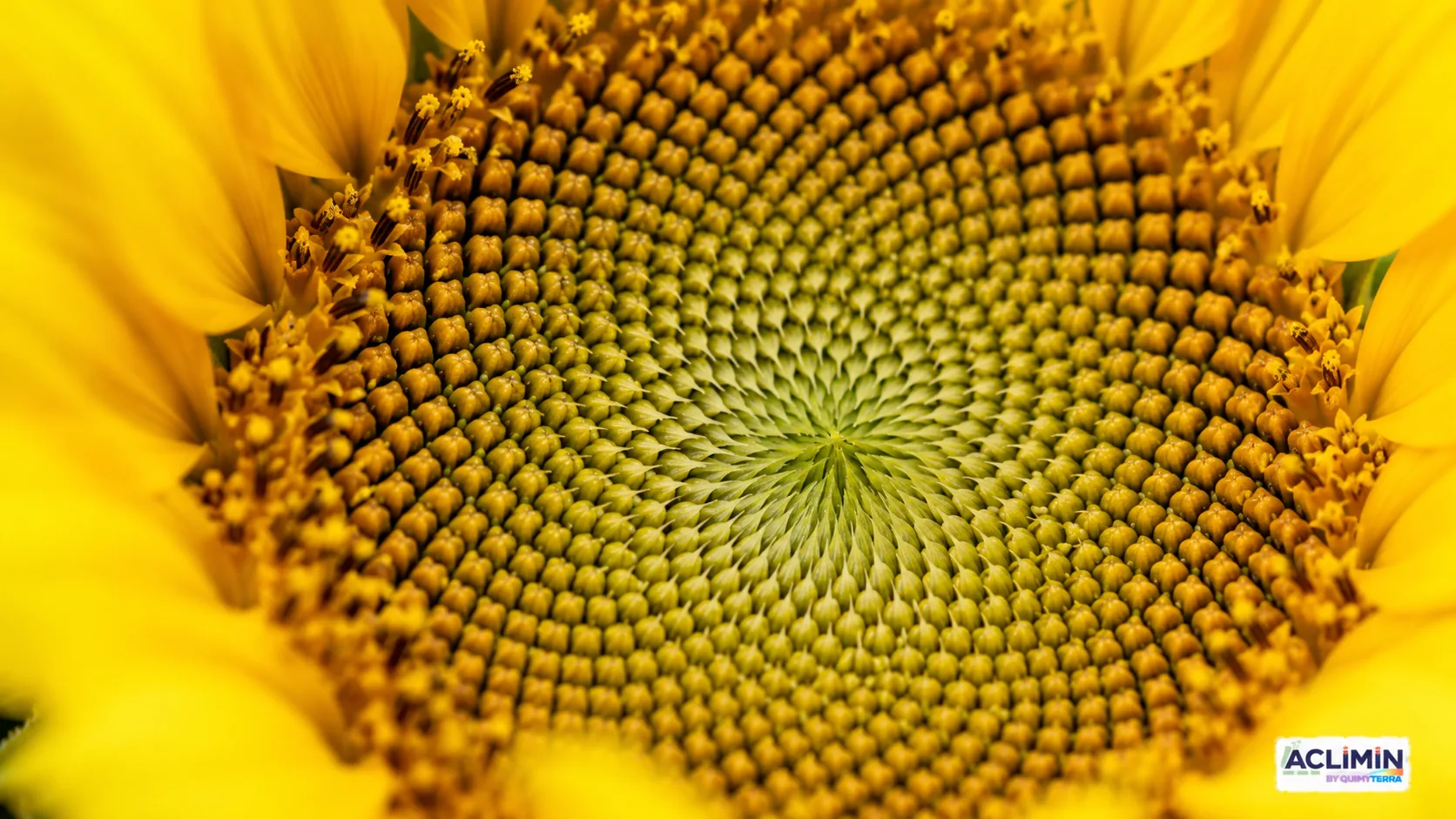 Patrón matemático en la naturaleza, girasol